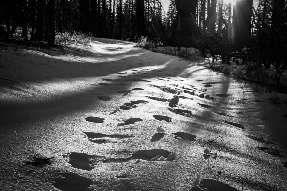 black and white image of footprints on a snowy path, shadows from trees cast long shadows