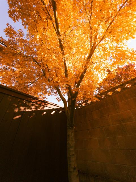 Tree next to a fence with late evening light causing the leaves to light dramatically while the fence and trunk are dark